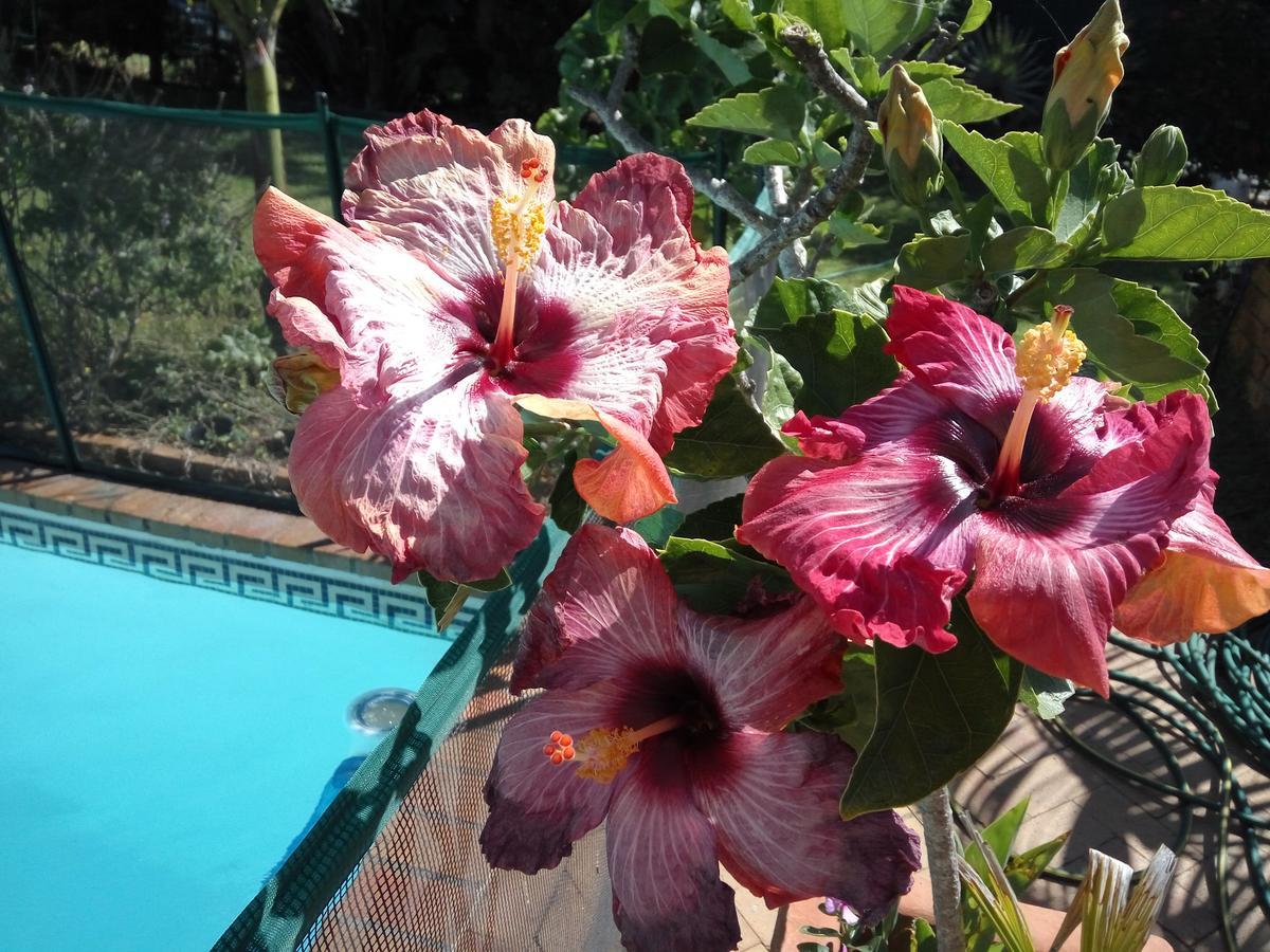 Cape Oasis Guesthouse Bloubergstrand Extérieur photo